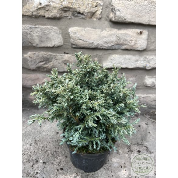 Chamaecyparis pisifera 'Boulevard' - Kék szavára hamisciprus