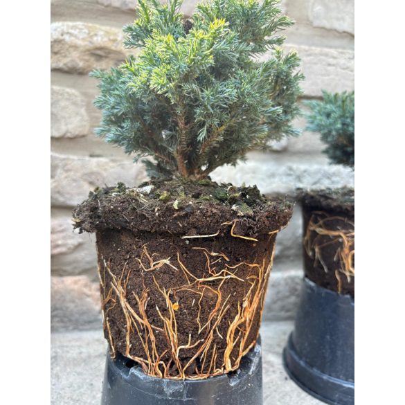 Chamaecyparis pisifera 'Boulevard' - Kék szavára hamisciprus