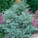 Chamaecyparis pisifera 'Boulevard' - Kék szavára hamisciprus