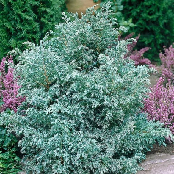 Chamaecyparis pisifera 'Boulevard' - Kék szavára hamisciprus