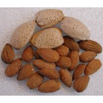 Mandula – Tétényi rekord – Prunus dulcis