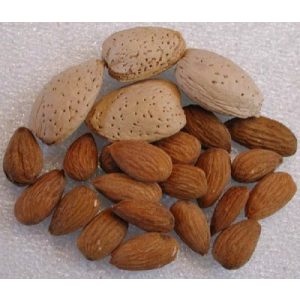 Mandula – Tétényi rekord – Prunus dulcis