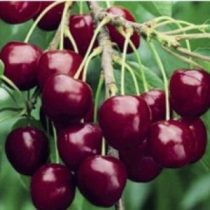 Cseresznye – Stella – Prunus subg. Cerasus