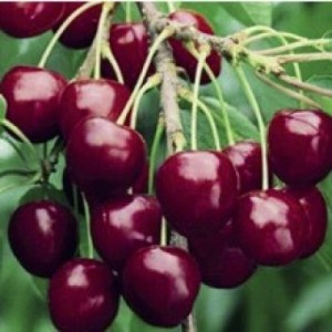 Cseresznye – Stella – Prunus subg. Cerasus