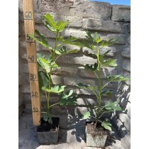 Füge - Ficus carica - Méret: 20/40