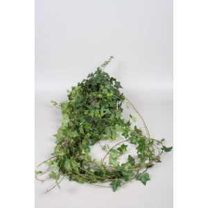 Hedera helix 'Pittsburgh' - Borostyán