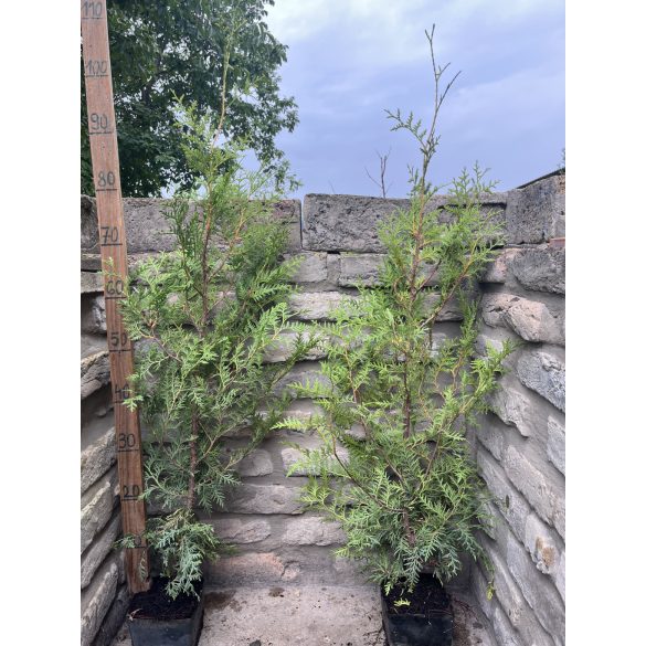 Thuja occidentalis 'Brabant' – Thuya occidental 'Brabant' (Zöld nyugati tuja)