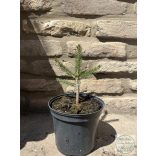 Picea abies 'Formanek' – terülő lucfenyő