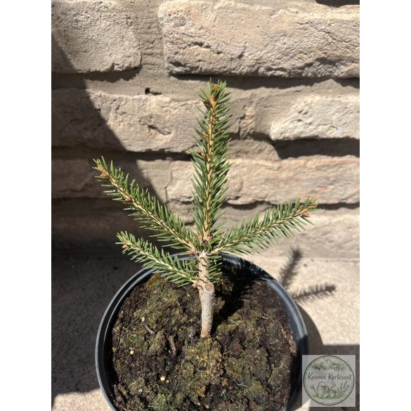 Picea abies 'Formanek' – terülő lucfenyő