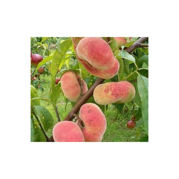 Őszibarack – Remény, Laposbarack – Prunus persica - konténeres