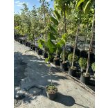 Cercis canadensis - The redbud