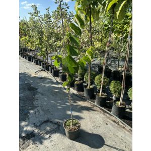 Cercis canadensis - The redbud