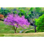 Cercis canadensis - The redbud