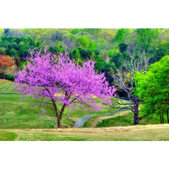 Cercis canadensis - The redbud