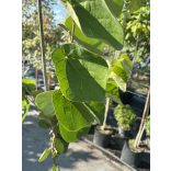 Cercis canadensis - The redbud