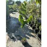 Cercis canadensis - The redbud