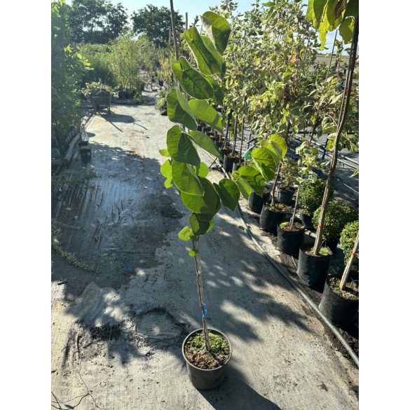 Cercis canadensis - The redbud