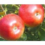 Téli alma – Freedom – Malus