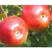 Téli alma – Freedom – Malus