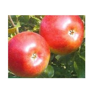 Téli alma – Freedom – Malus