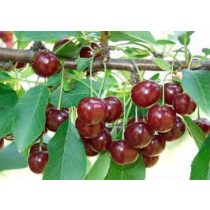 Meggy – Érdi bőtermő – Prunus cerasus