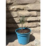 Picea pungens Iseli Fastigiata – oszlopos ezüstfenyő