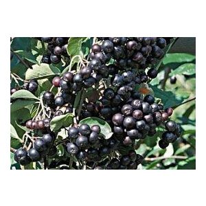 Fekete berkenye - Aronia