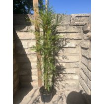   Amerikai mocsáriciprus, fésűs mocsárciprus, virginiai mocsárciprus – Taxodium distichum - Méret: 60/80