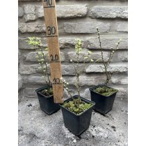 Caragana arborescens - Borsófa