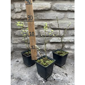 Caragana arborescens – Caragana arborescent
