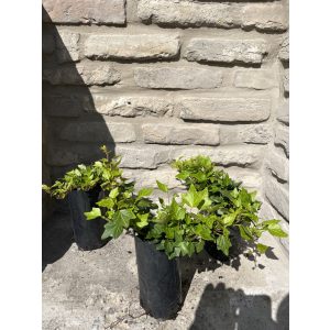 Hedera helix 'Duckfoot' – Lierre 'Duckfoot'