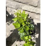 Hedera helix 'Duckfoot' – Lierre 'Duckfoot'