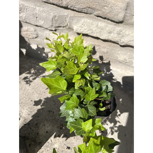 Hedera helix 'Duckfoot' – Lierre 'Duckfoot'