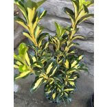 Japán kecskerágó – Euonymus japonicus ‘Gold Queen’ - Méret: 15/30