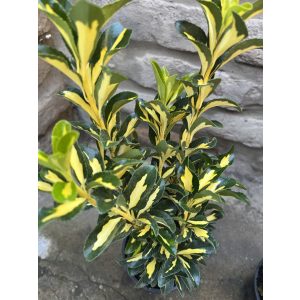 Japán kecskerágó – Euonymus japonicus ‘Gold Queen’ - Méret: 15/30