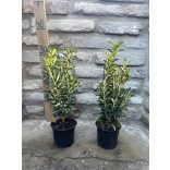 Japán kecskerágó – Euonymus japonicus ‘Gold Queen’ - Méret: 15/30