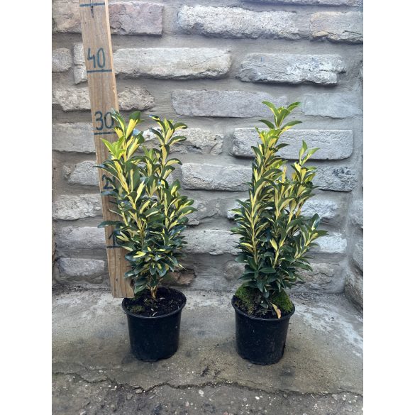 Japán kecskerágó – Euonymus japonicus ‘Gold Queen’ - Méret: 15/30