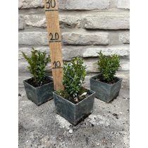 Bukszus örökzöld puszpáng – buxus semperivens 