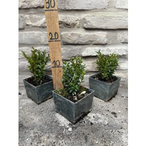 Buxus semperivens 