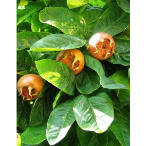 Naspolya – Szentesi rózsa – Mespilus germanica