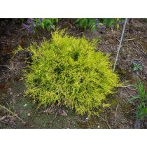   Chamaecyparis pisifera 'Sungold' - Aranyszínű szavára hamisciprus