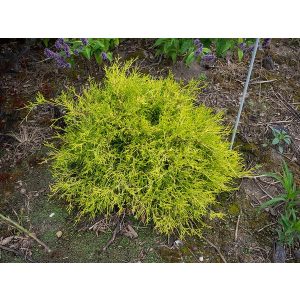 Chamaecyparis pisifera 'Sungold' - Aranyszínű szavára hamisciprus