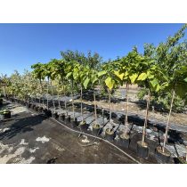   Catalpa bignonioides 'Nana' - Gömb szivarfa - Méret: 130