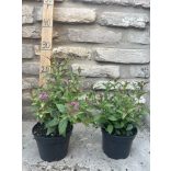 Spiraea japonica 'Anthony Waterer' – Spirée japonaise 'Anthony Waterer'