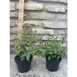 Spiraea japonica 'Anthony Waterer' – Spirée japonaise 'Anthony Waterer'