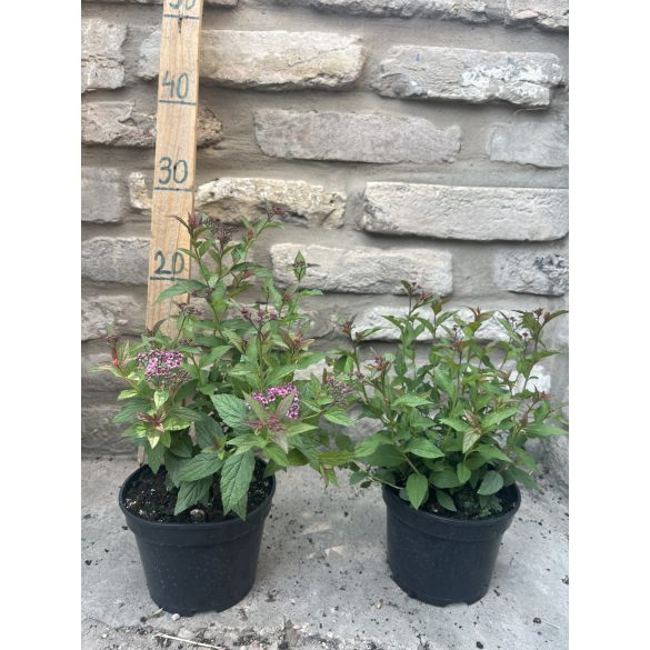 Spiraea japonica 'Anthony Waterer' - gyöngyvessző - Méret: 20/40