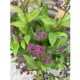 Spiraea japonica 'Anthony Waterer' – Spirée japonaise 'Anthony Waterer'