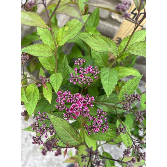 Spiraea japonica 'Anthony Waterer' – Spirée japonaise 'Anthony Waterer'