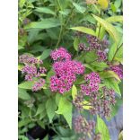 Spiraea japonica 'Anthony Waterer' – Spirée japonaise 'Anthony Waterer'