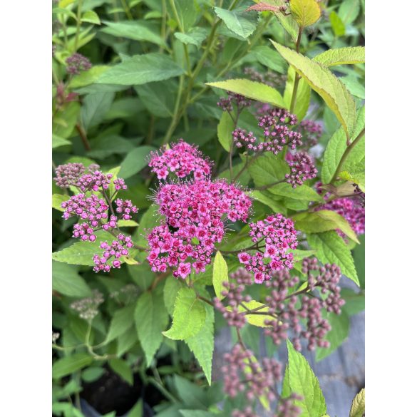 Spiraea japonica 'Anthony Waterer' – Spirée japonaise 'Anthony Waterer'